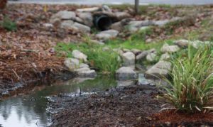 Rain garden at Redwood campus in Grants Pass