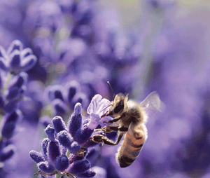 bee on lavendar