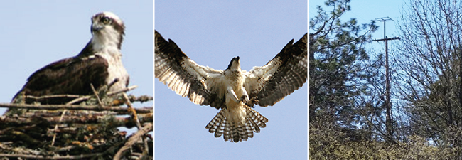 Image of an osprey in a nest, an osprey flying, and a platform where an osprey can build a nest.